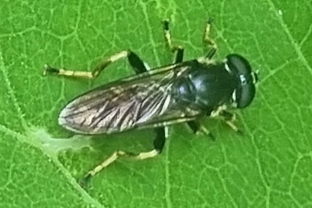 Grote Gouden Bladloper